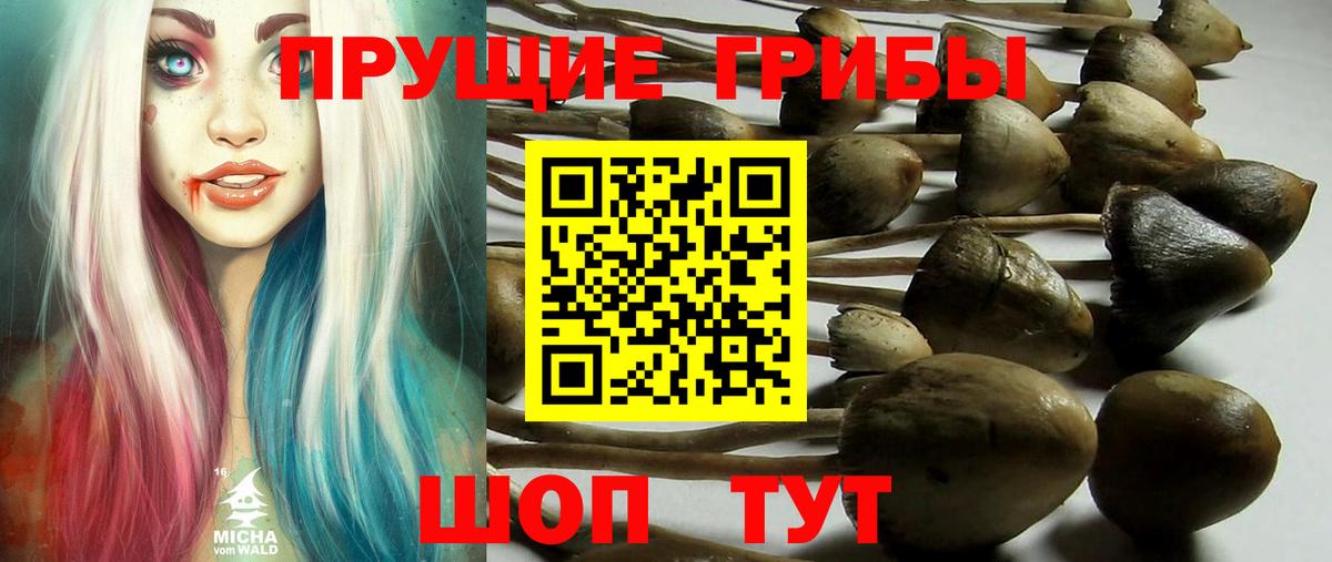 Сальск  Псилоцибиновые грибы мицелий  Вход с VPN 